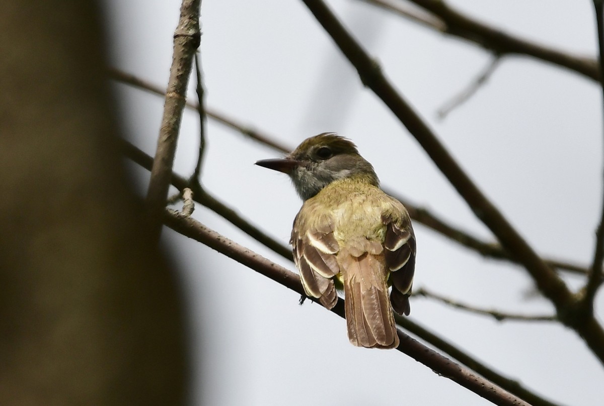 Great Crested Flycatcher - ML620086717