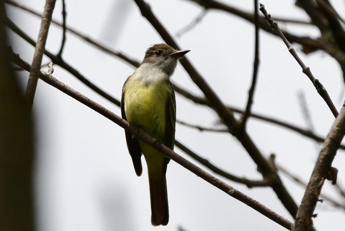 Great Crested Flycatcher - ML620086723