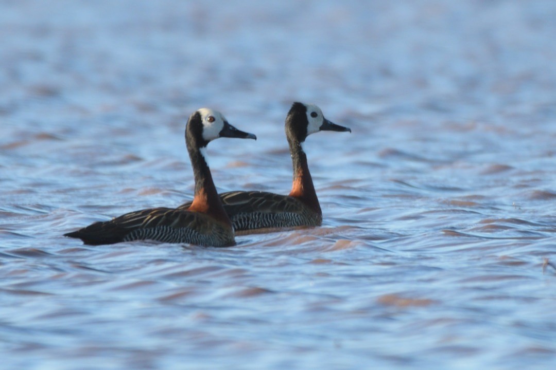 Dendrocygne veuf - ML620086729