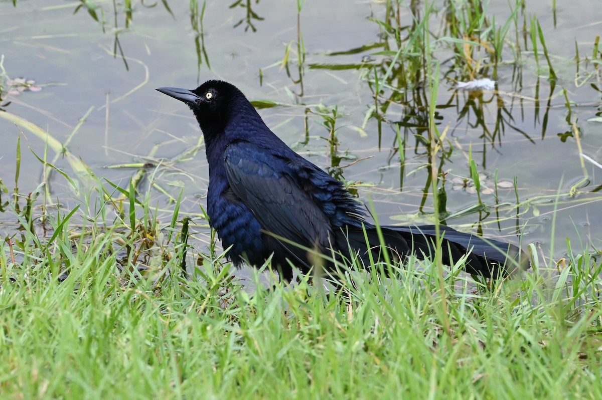 Great-tailed Grackle - ML620086731