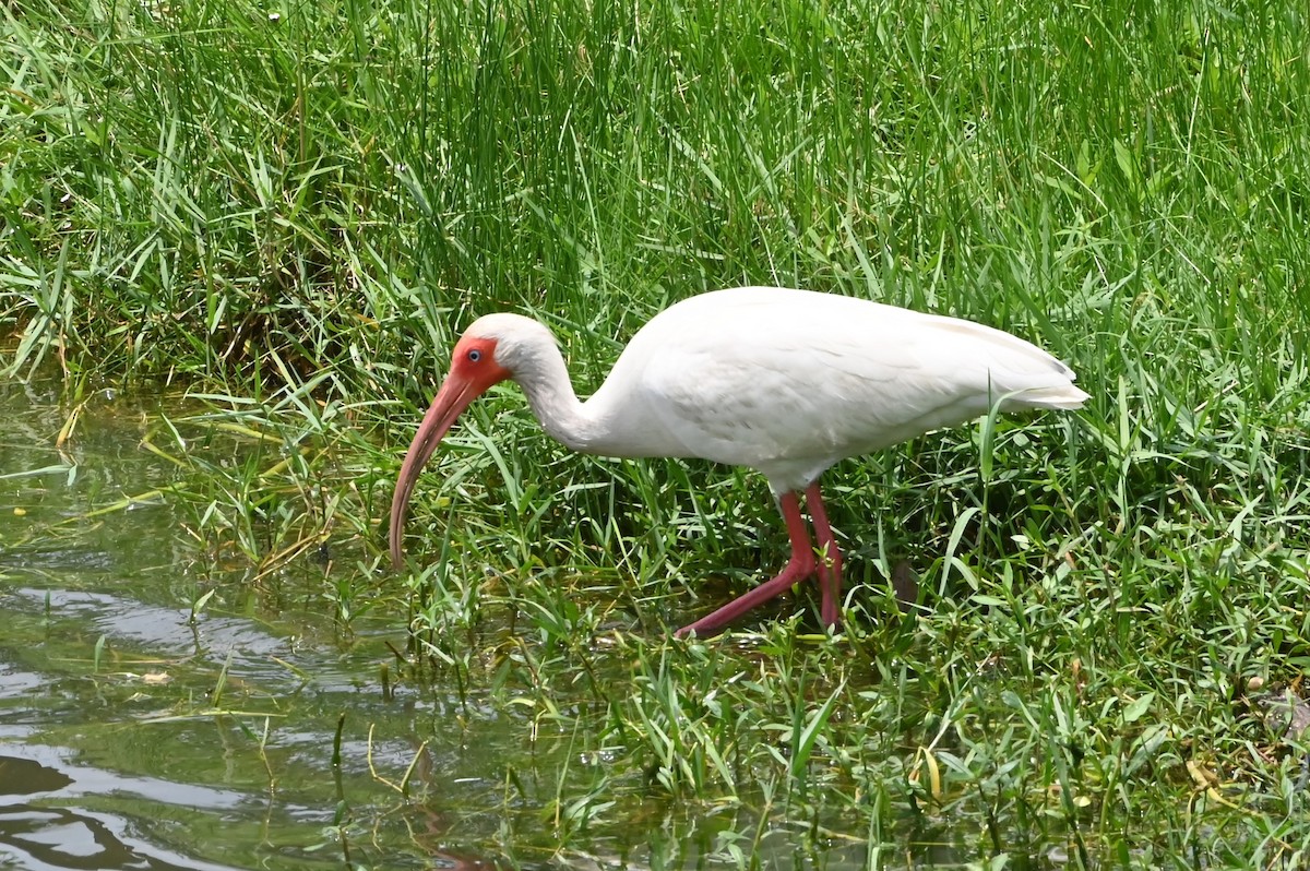 ibis bílý - ML620086741