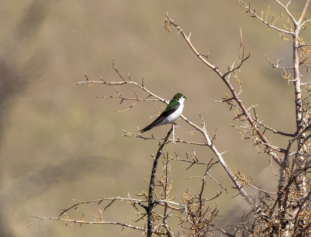 Violet-green Swallow - ML620086753