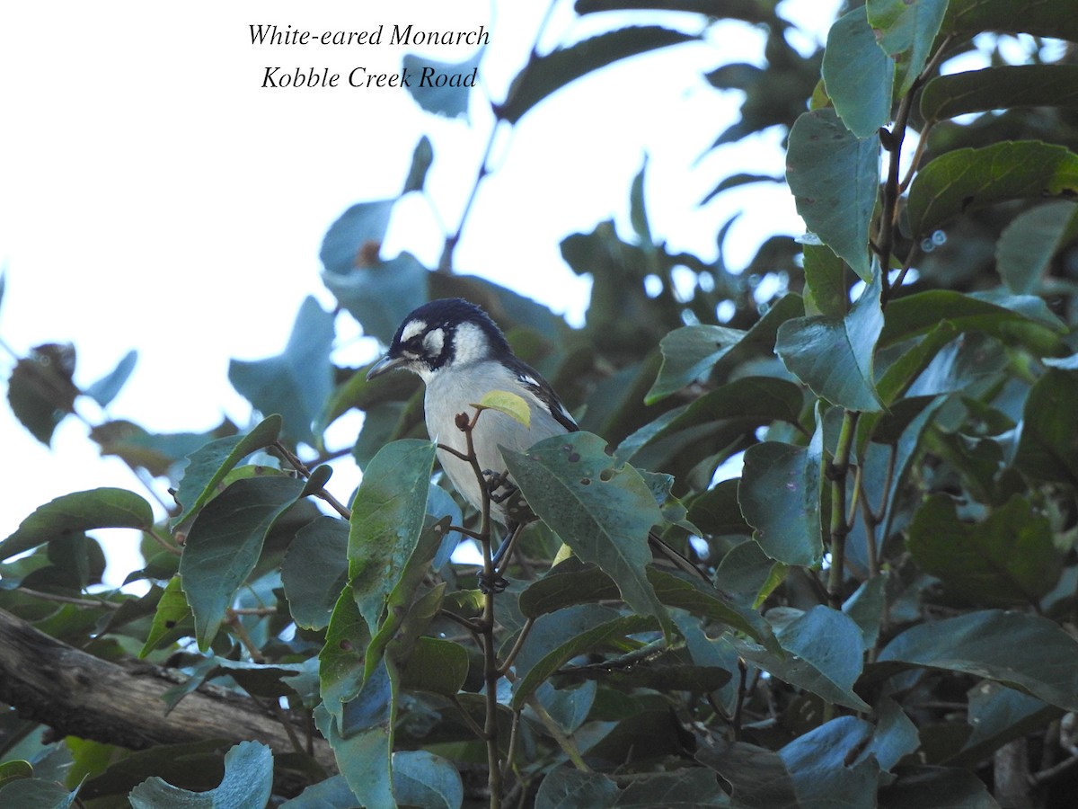 White-eared Monarch - ML620086771