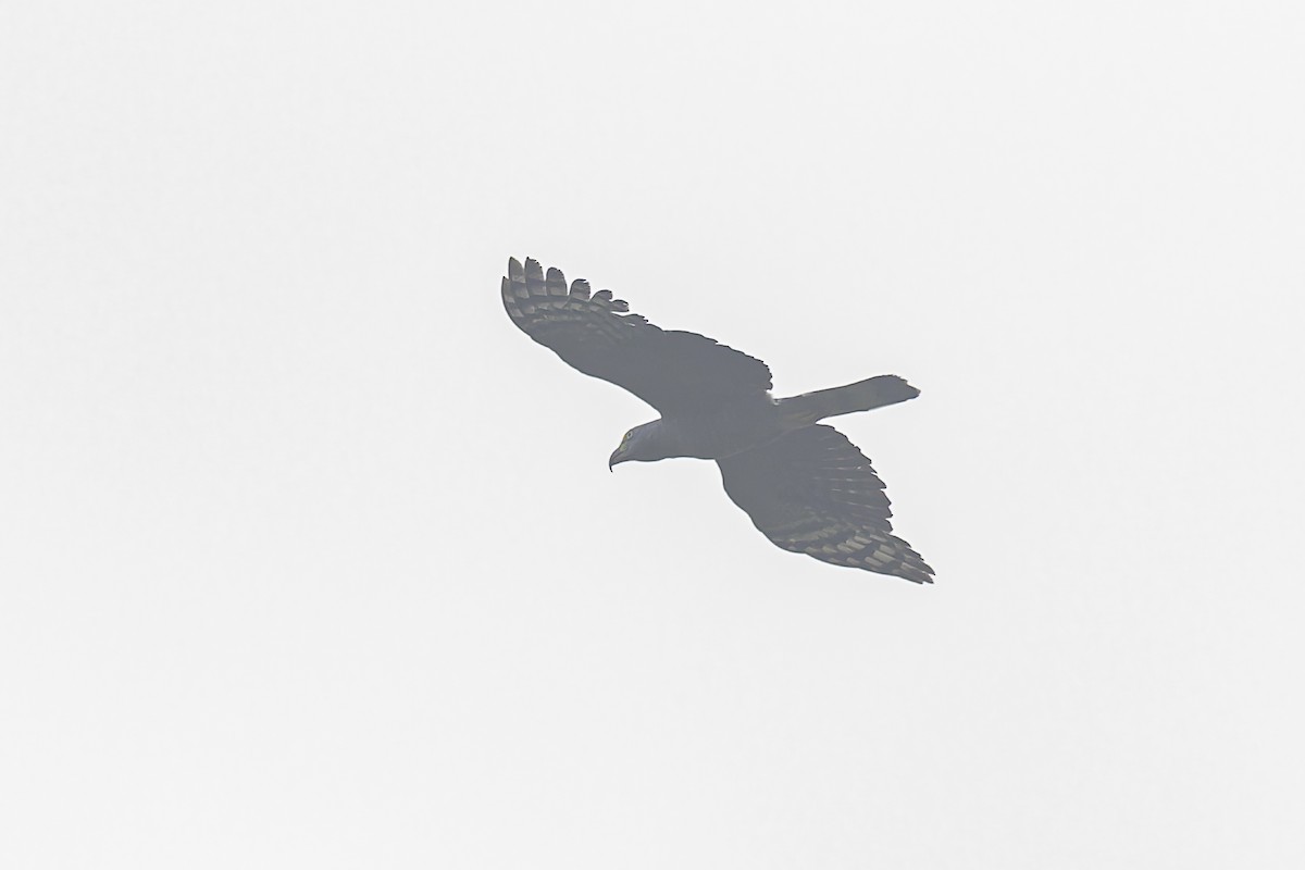 Hook-billed Kite - ML620086774