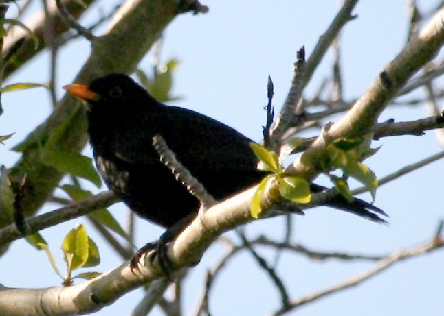 Eurasian Blackbird - ML620086781