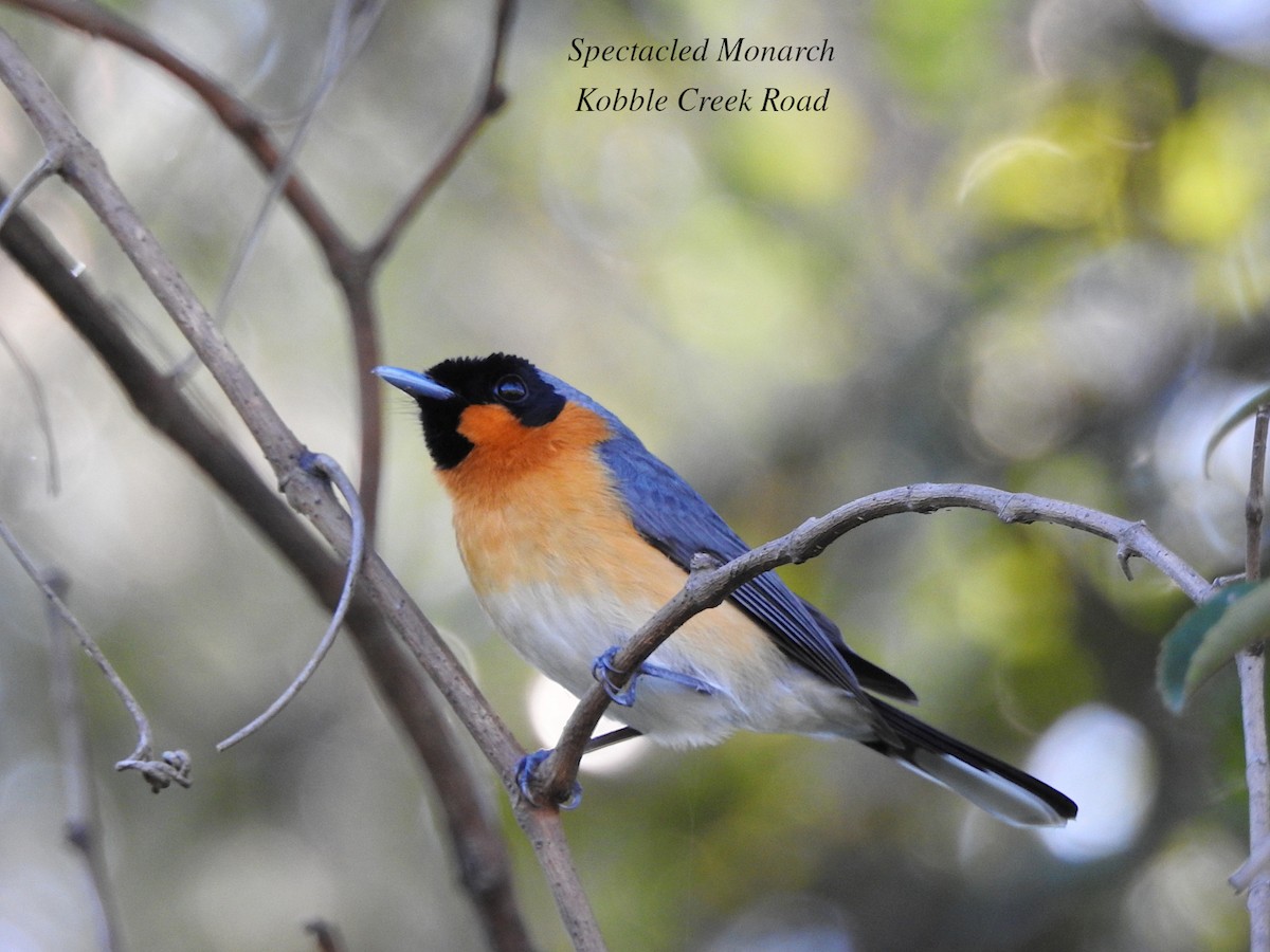 Spectacled Monarch - ML620086783