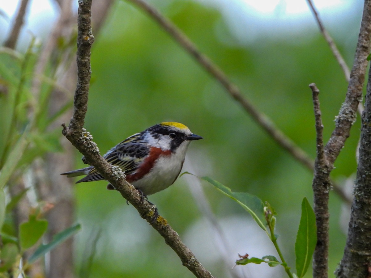 Chestnut-sided Warbler - ML620086798