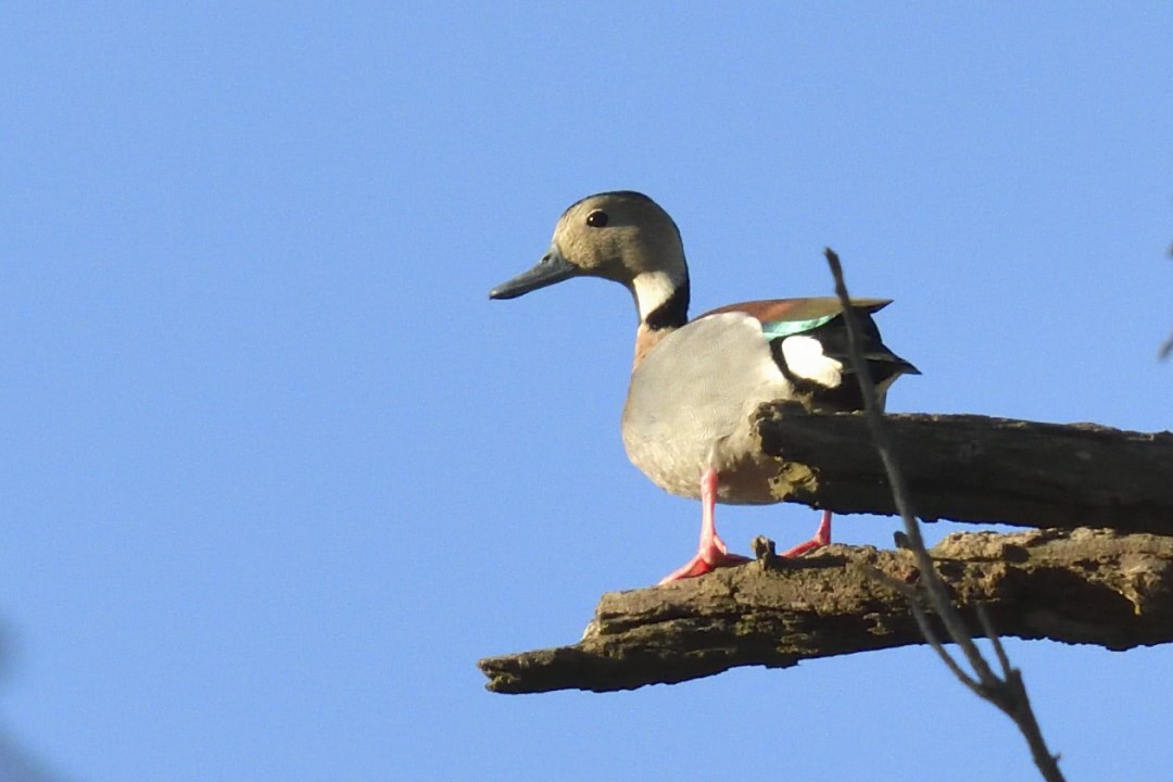 Ringed Teal - ML620086806