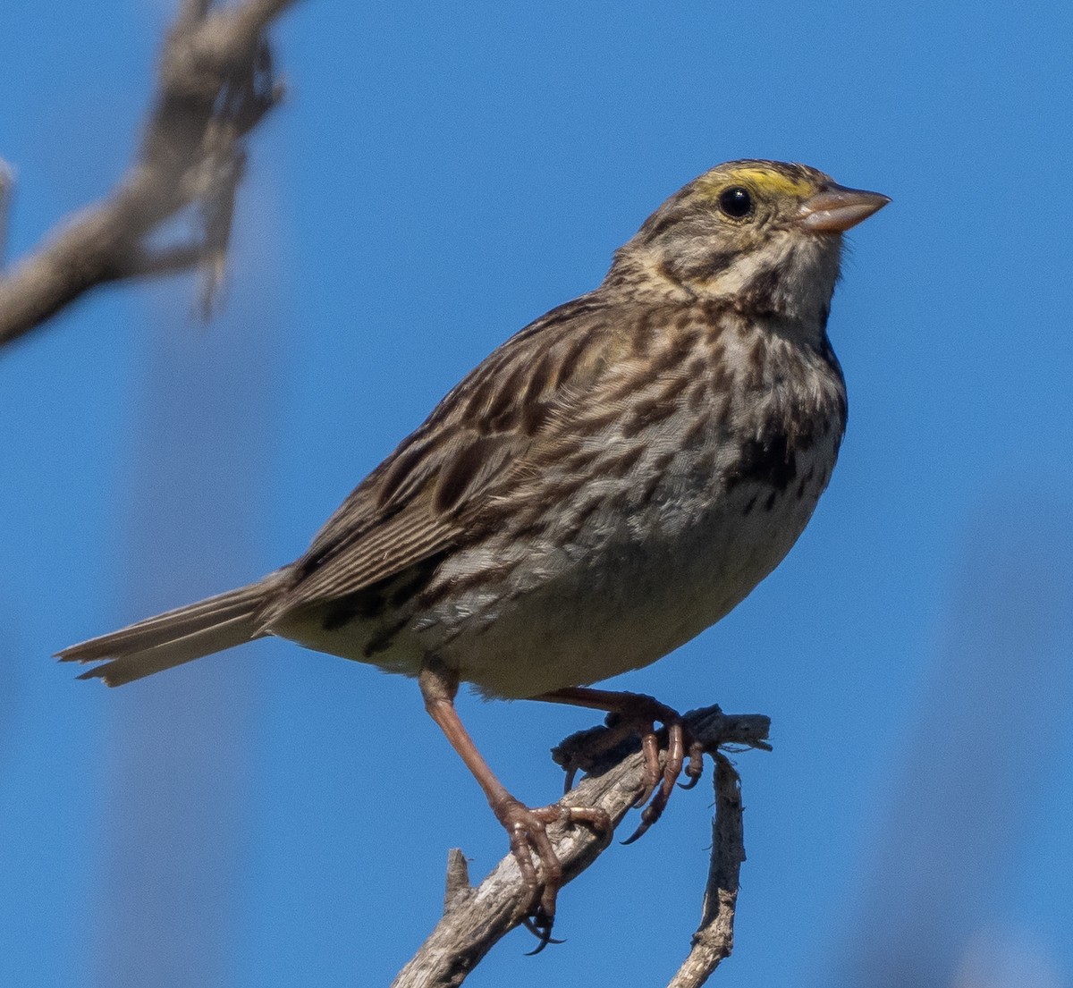 Savannah Sparrow - ML620086810