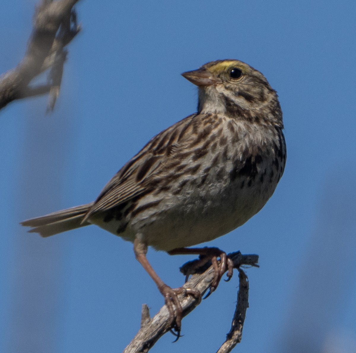 Savannah Sparrow - ML620086817