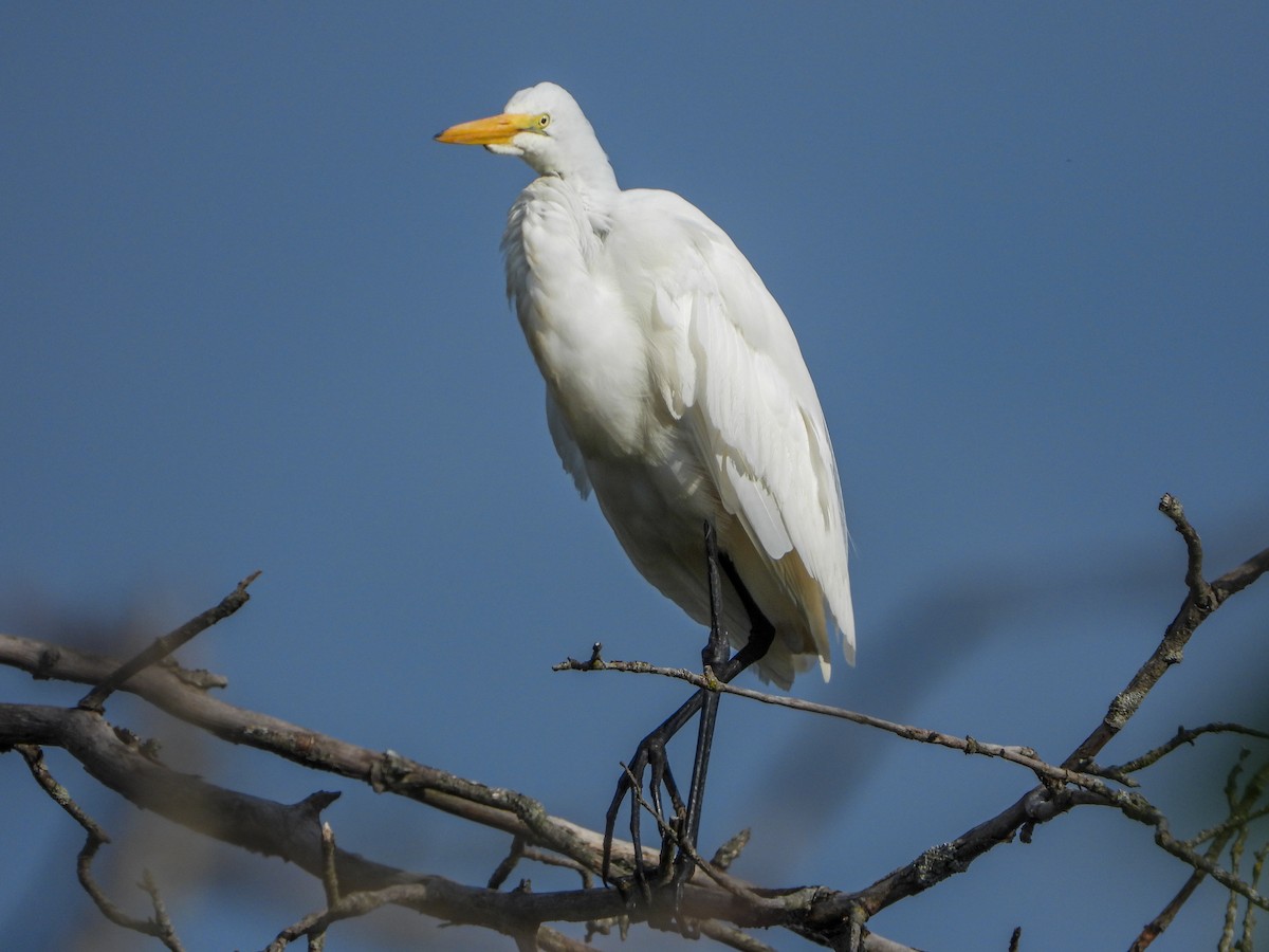 Great Egret - ML620086823