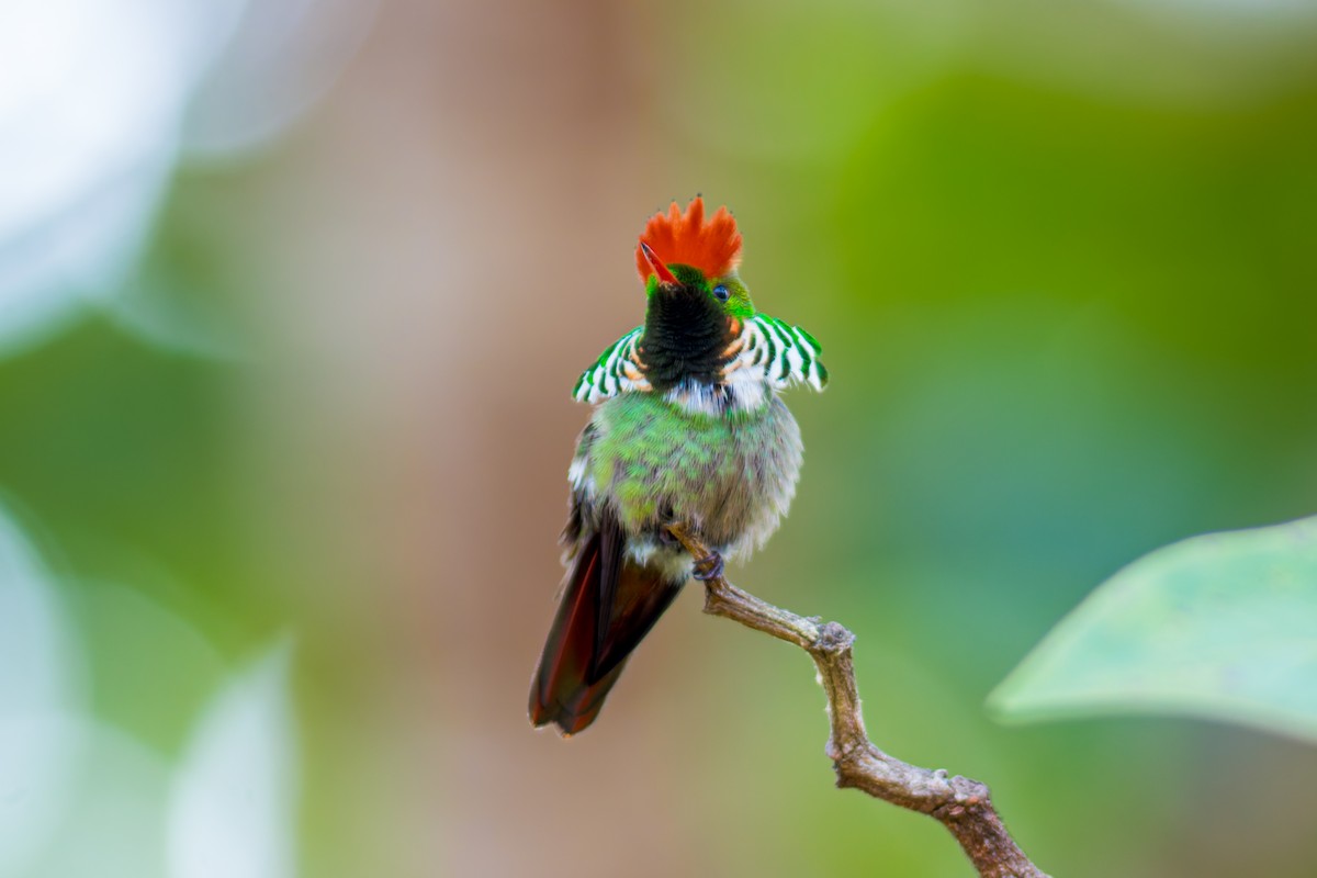 Frilled Coquette - ML620086831