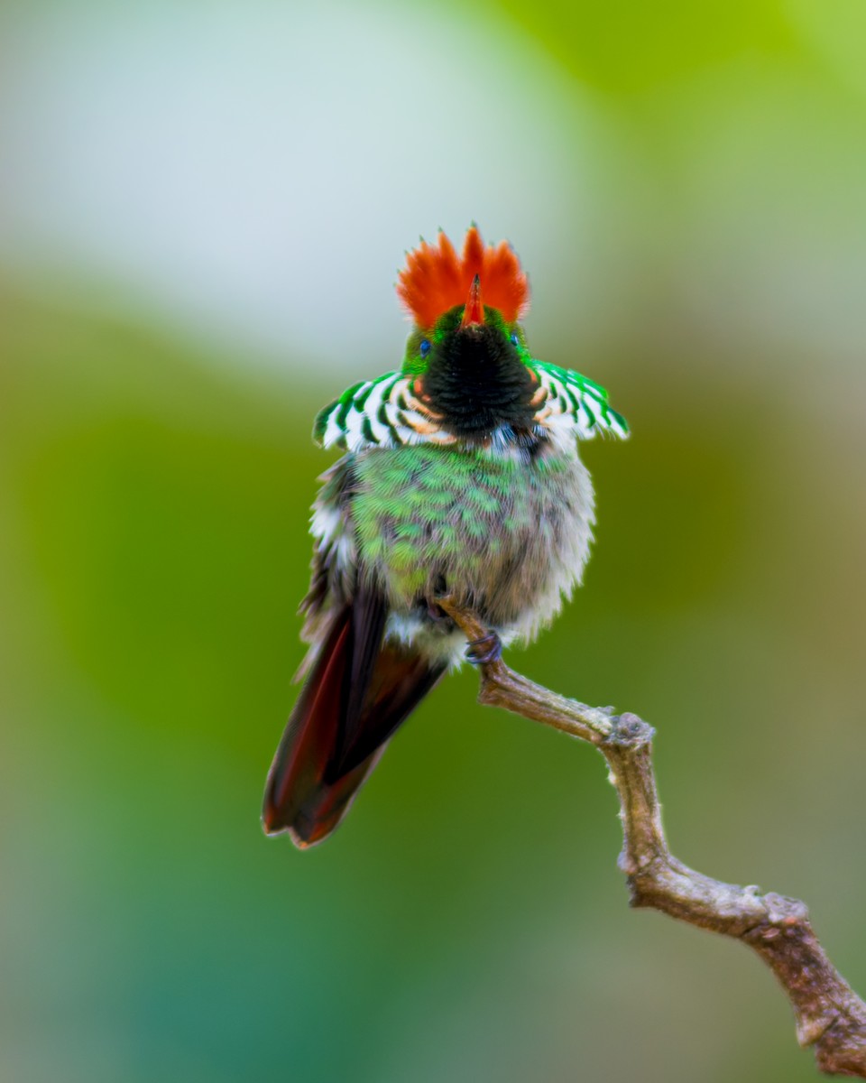Frilled Coquette - ML620086832