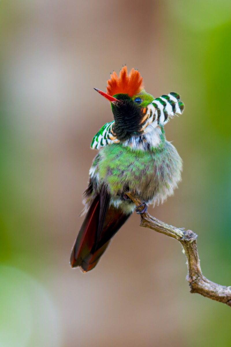 Frilled Coquette - ML620086833