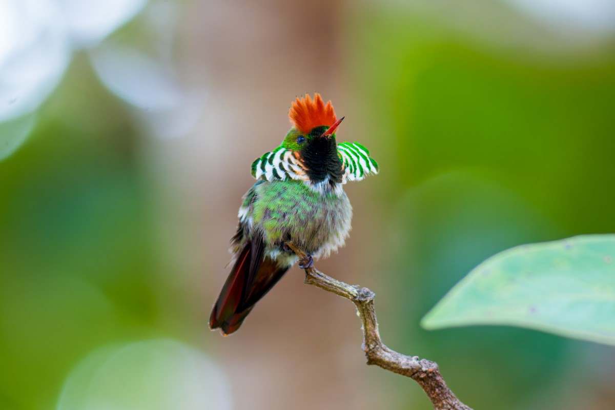 Frilled Coquette - ML620086834