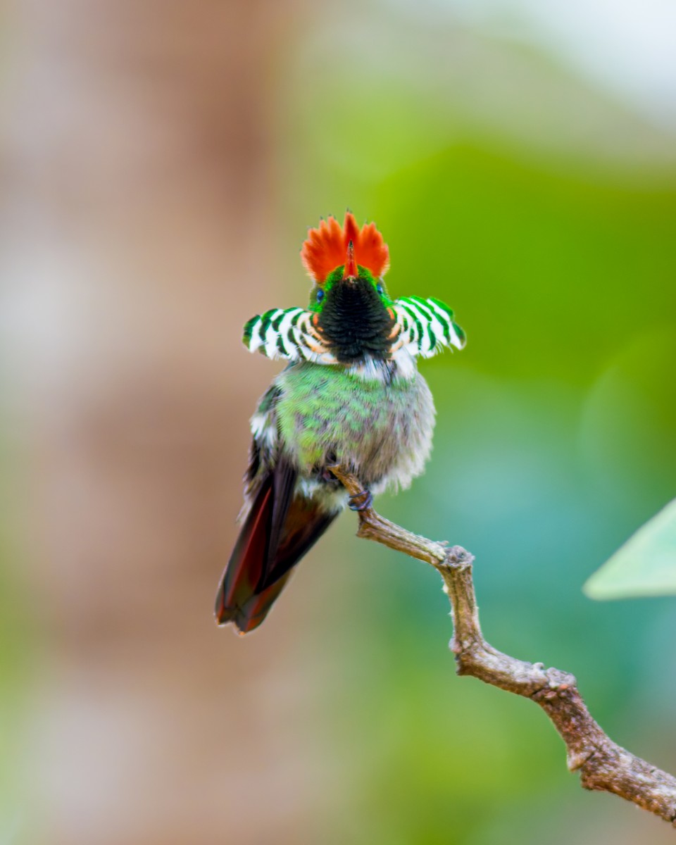 Frilled Coquette - ML620086835