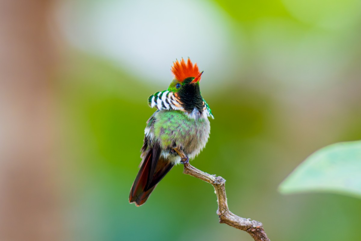 Frilled Coquette - ML620086836