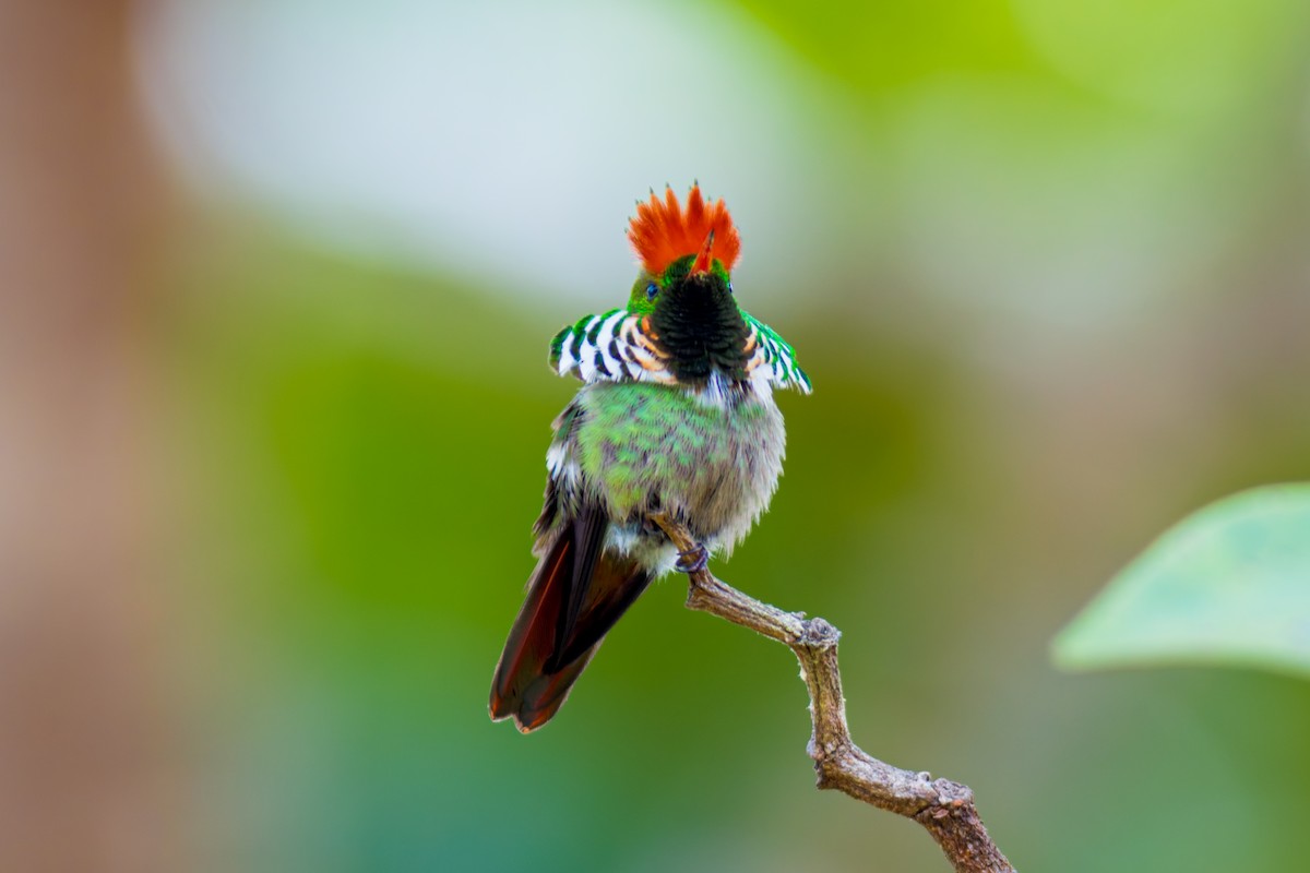 Frilled Coquette - ML620086837