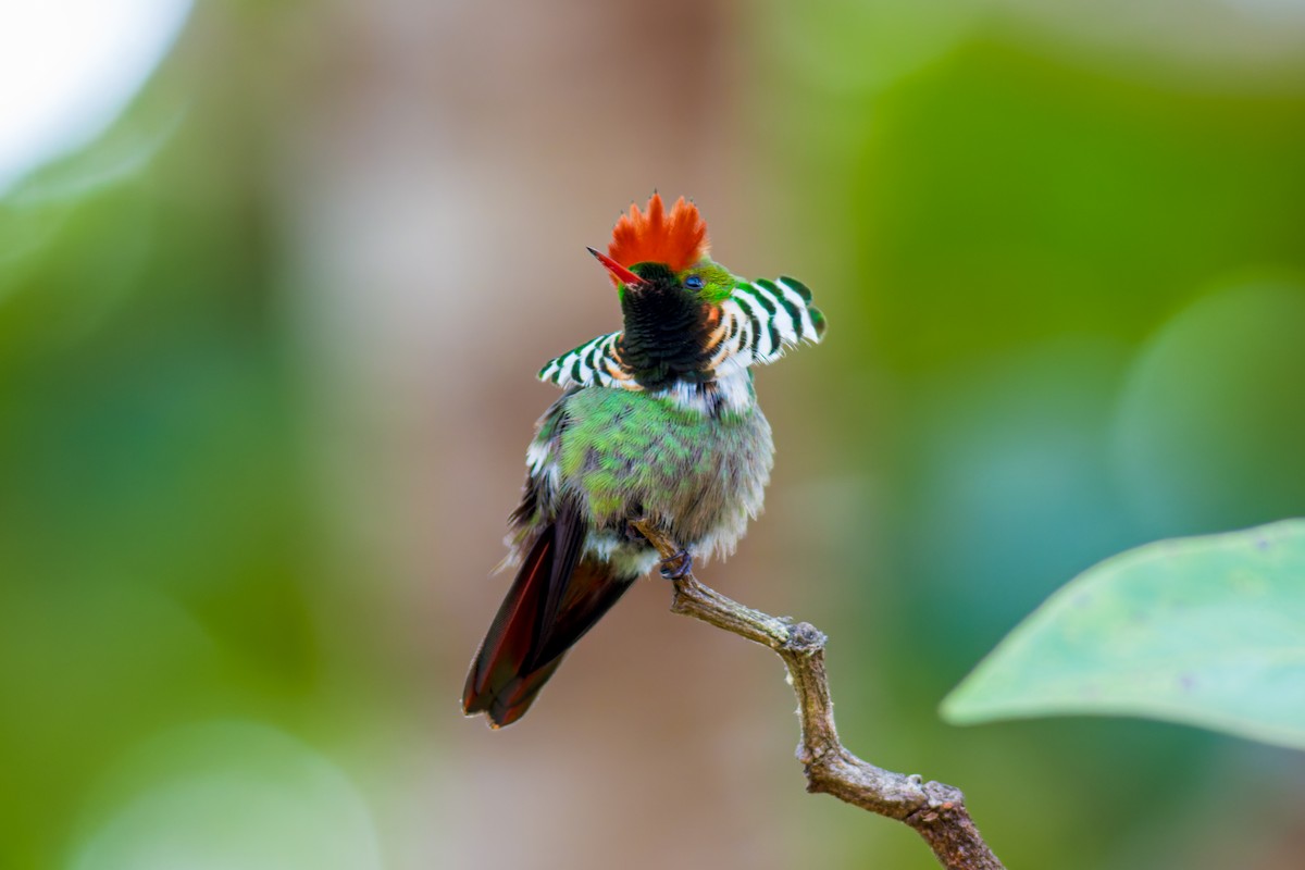 Frilled Coquette - ML620086838