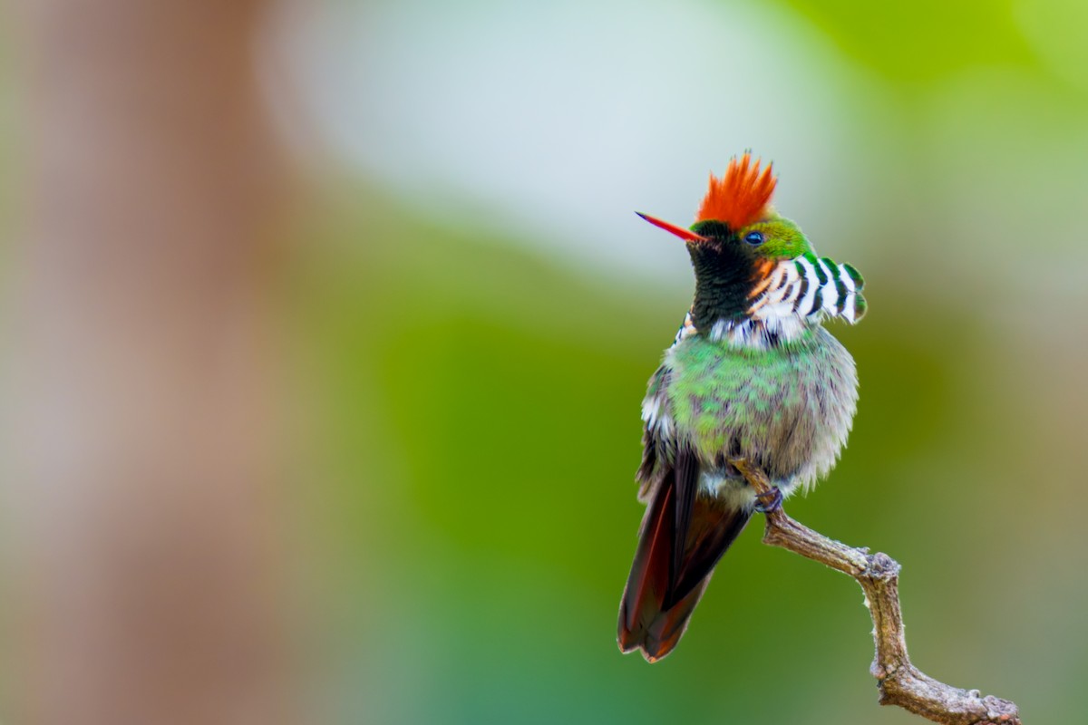 Frilled Coquette - ML620086839