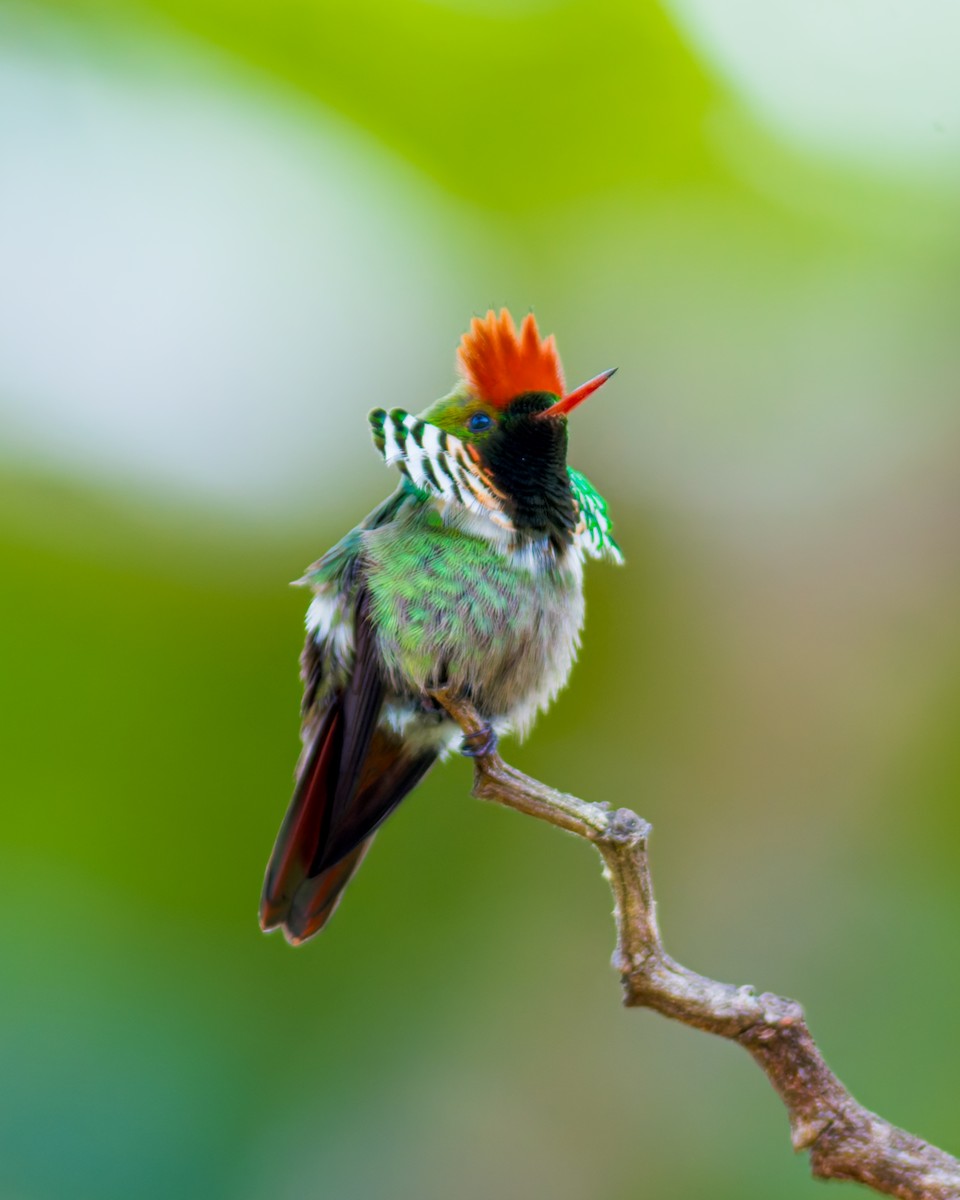 Frilled Coquette - ML620086840