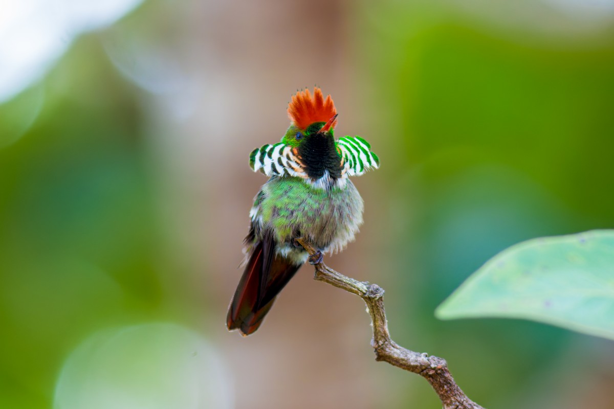 Frilled Coquette - ML620086842