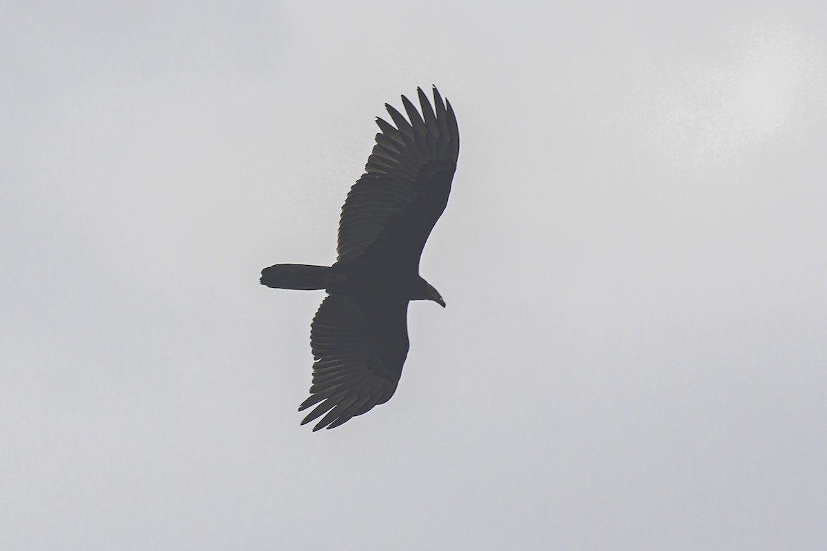 Turkey Vulture - ML620086847
