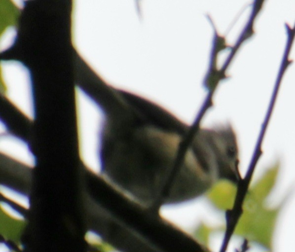 Tufted Titmouse - ML620086865