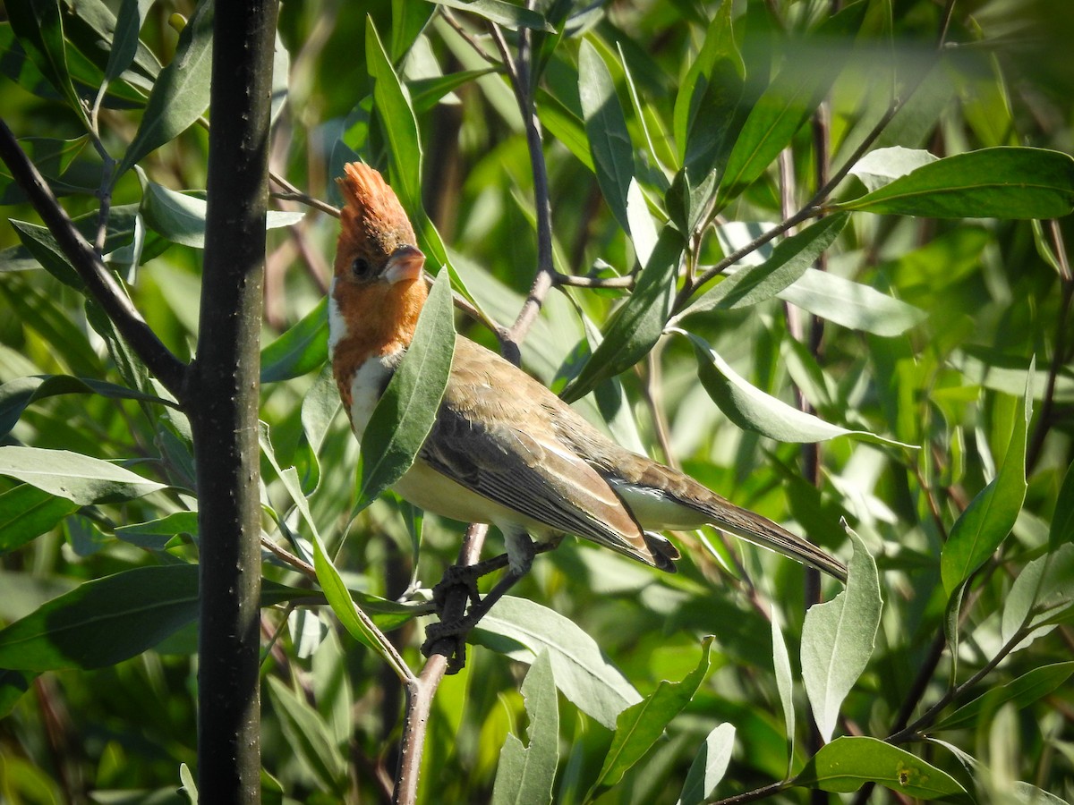 Red-crested Cardinal - ML620086868