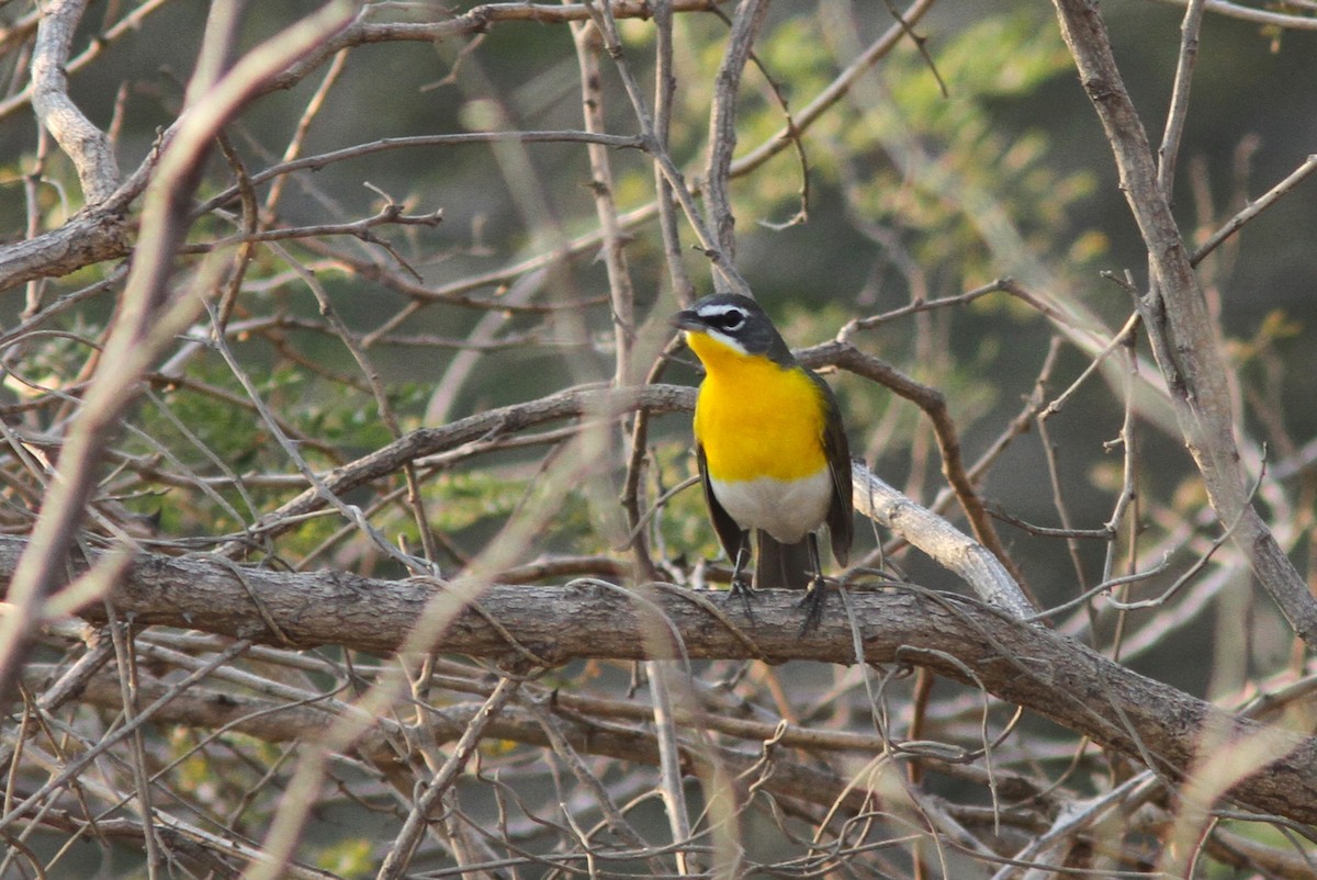 Yellow-breasted Chat - ML620086887