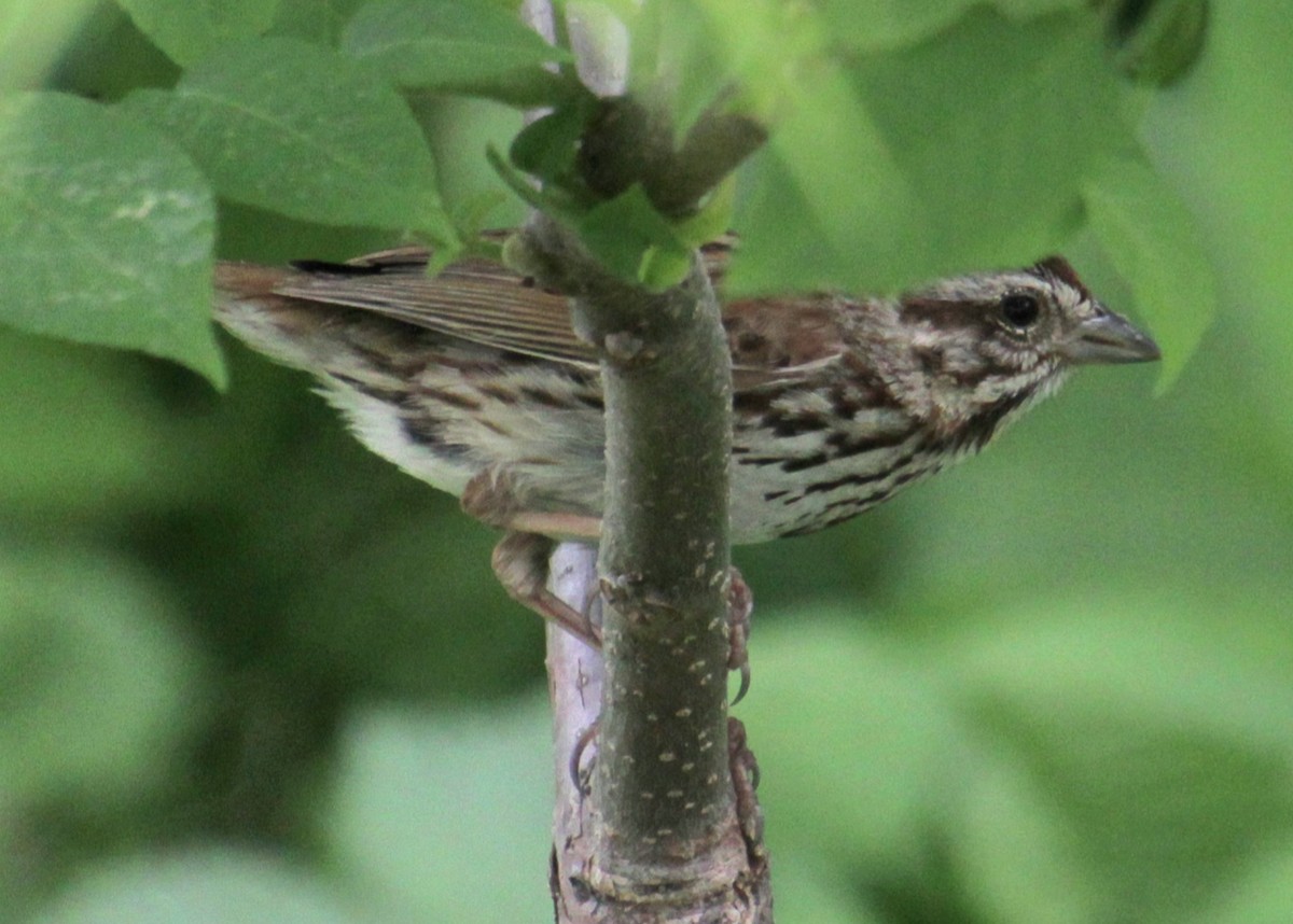 Song Sparrow (melodia/atlantica) - ML620086890