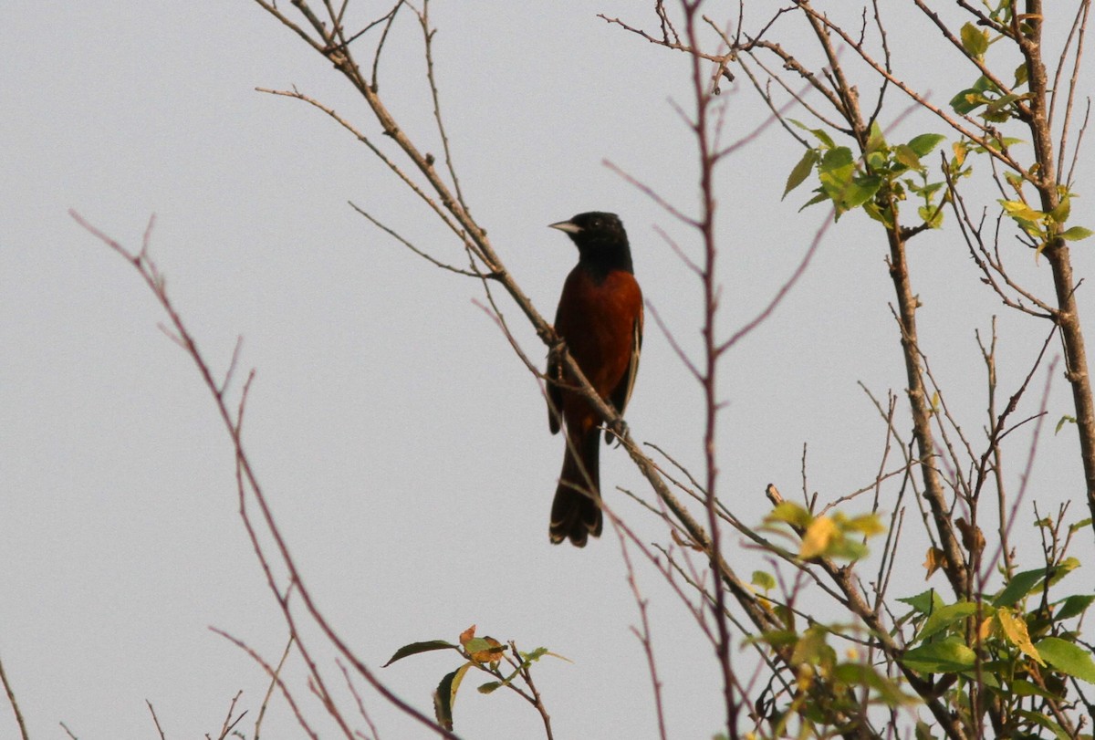 Orchard Oriole - ML620086894