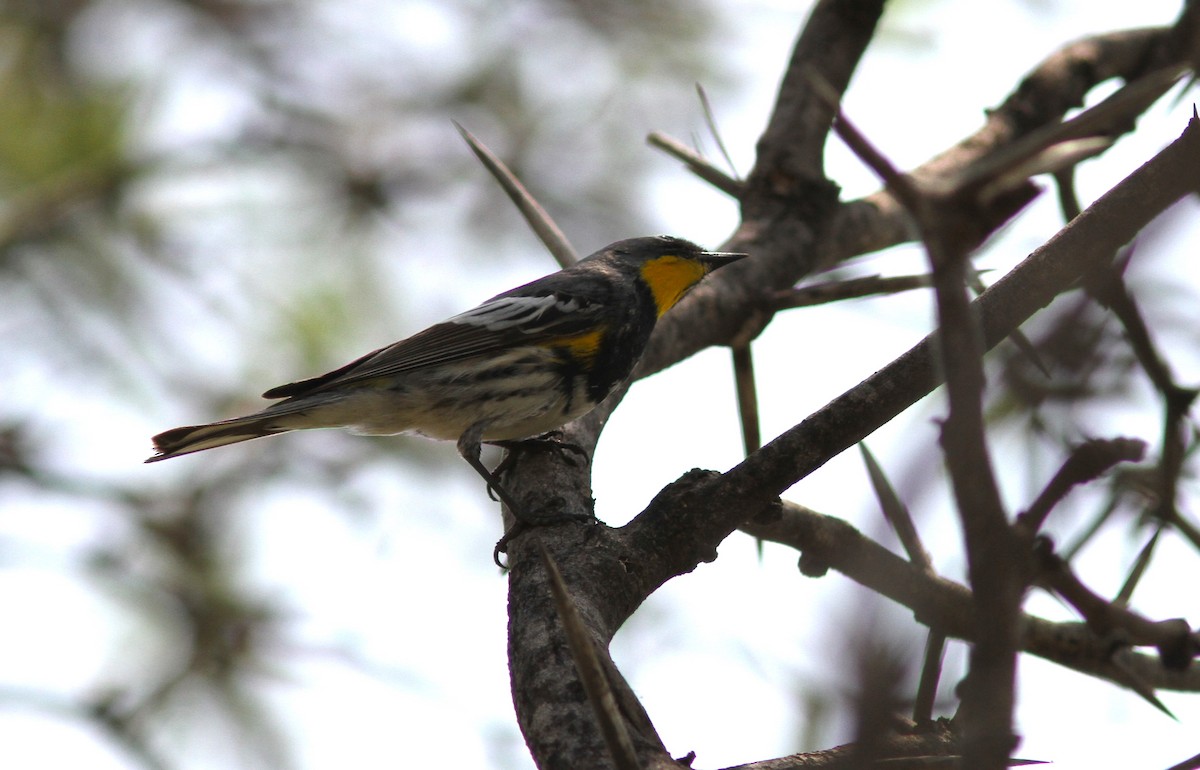 Yellow-rumped Warbler (Audubon's) - ML620086929