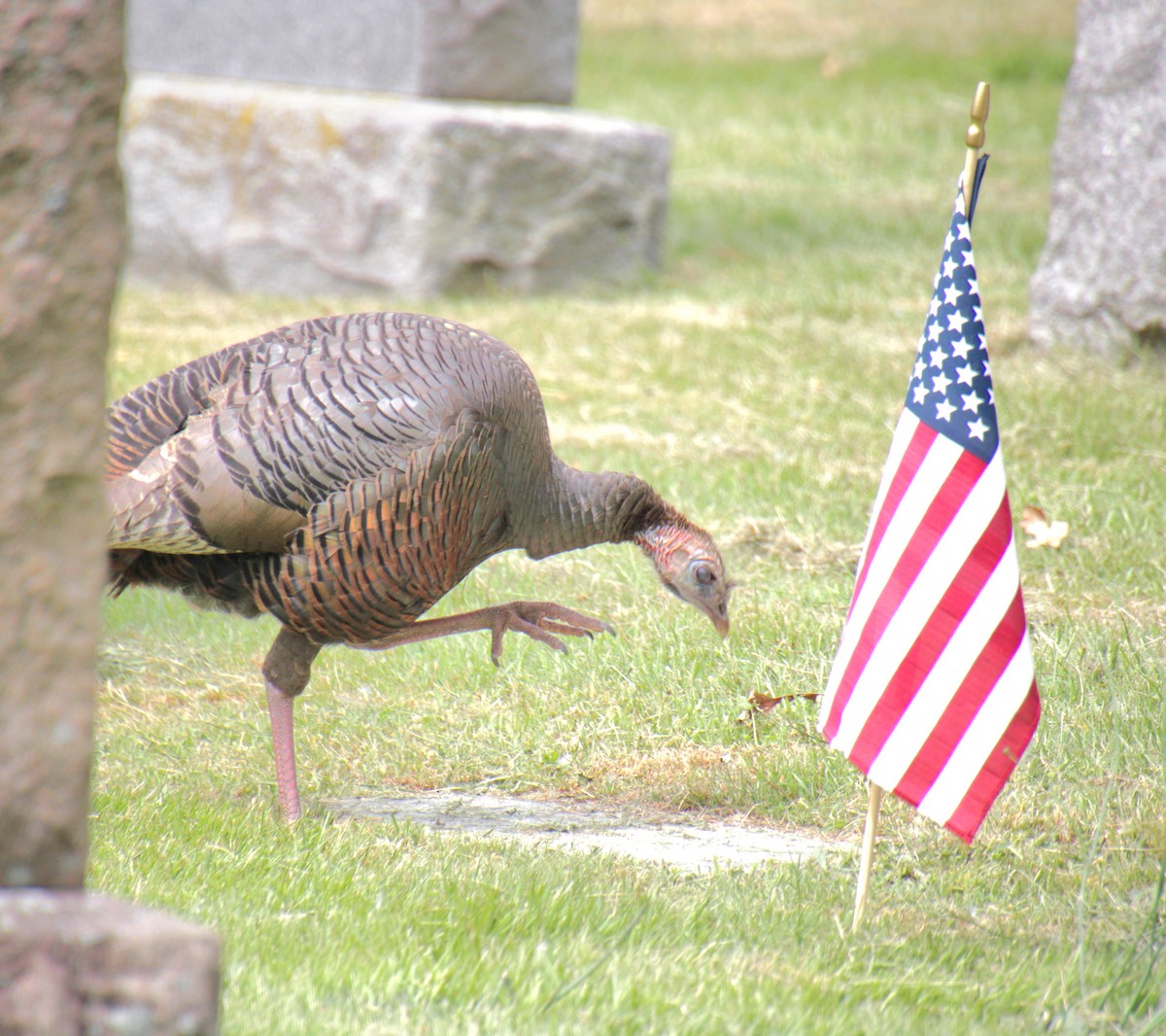 Wild Turkey - ML620086933