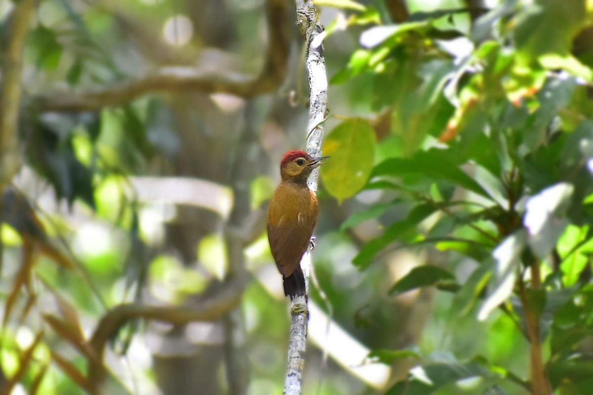 Smoky-brown Woodpecker - ML620086939