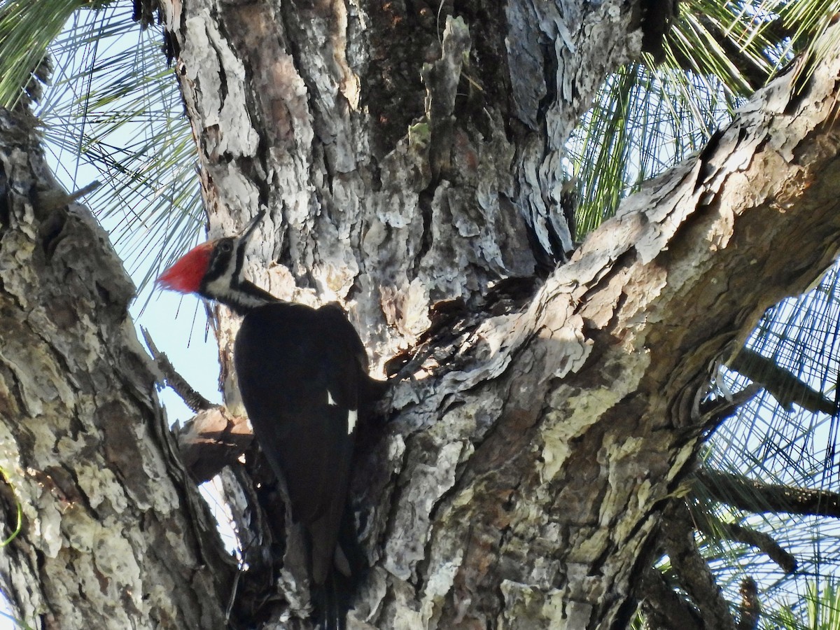 Pileated Woodpecker - ML620086958