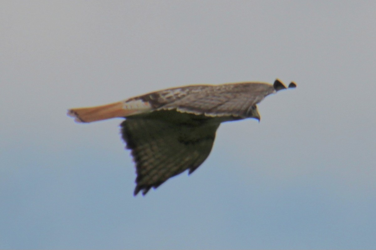 Red-tailed Hawk (borealis) - ML620086959