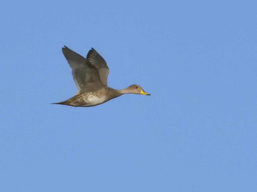 Yellow-billed Teal - ML620086977