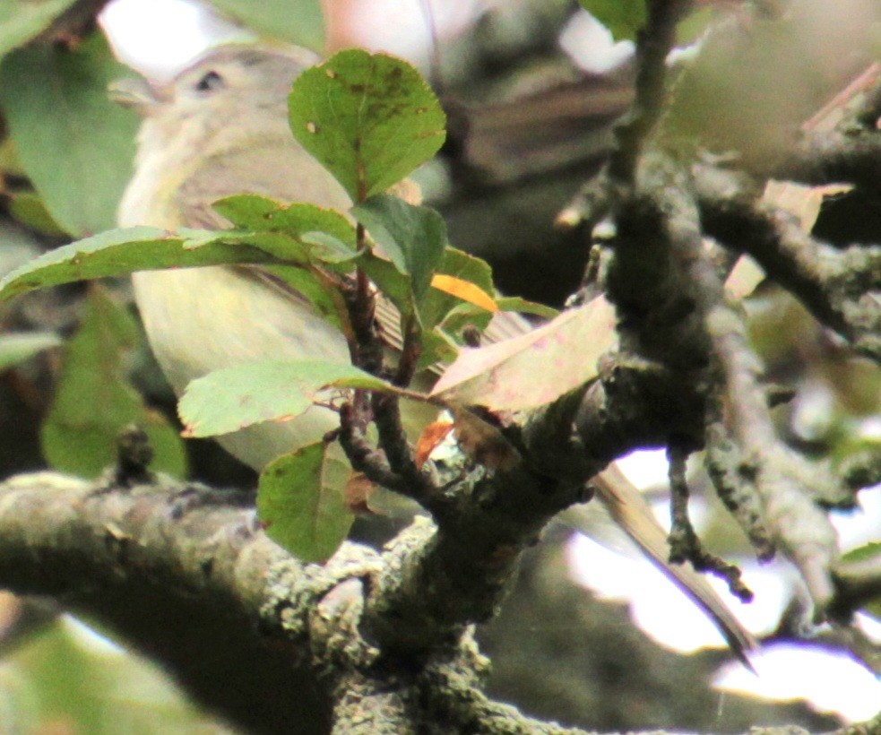 Warbling Vireo (Eastern) - ML620086987