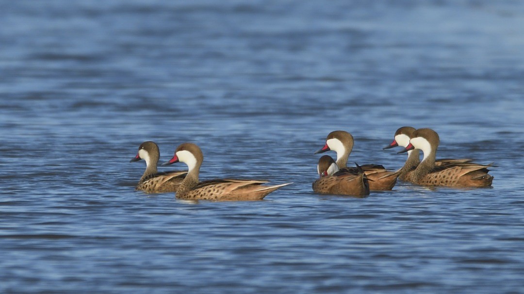 White-cheeked Pintail - ML620087032