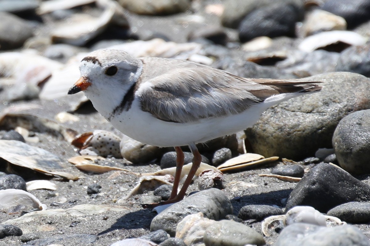 Piping Plover - ML620087040