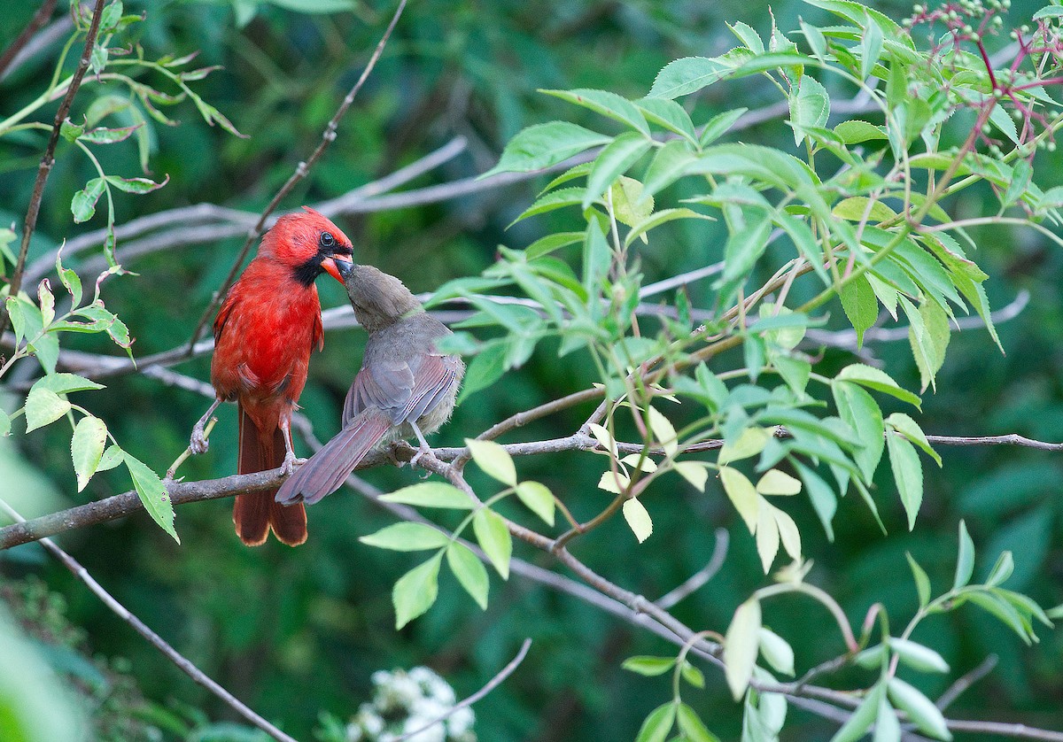 Cardinal rouge - ML620087050