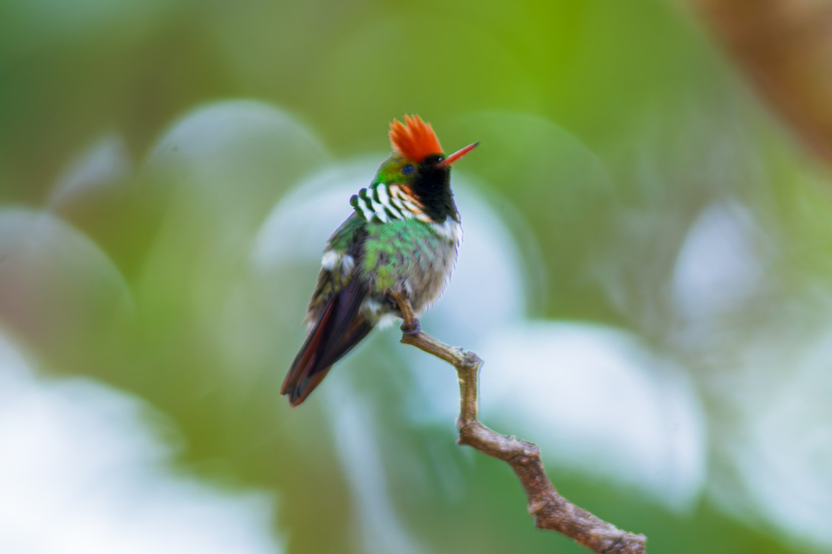 Frilled Coquette - ML620087069