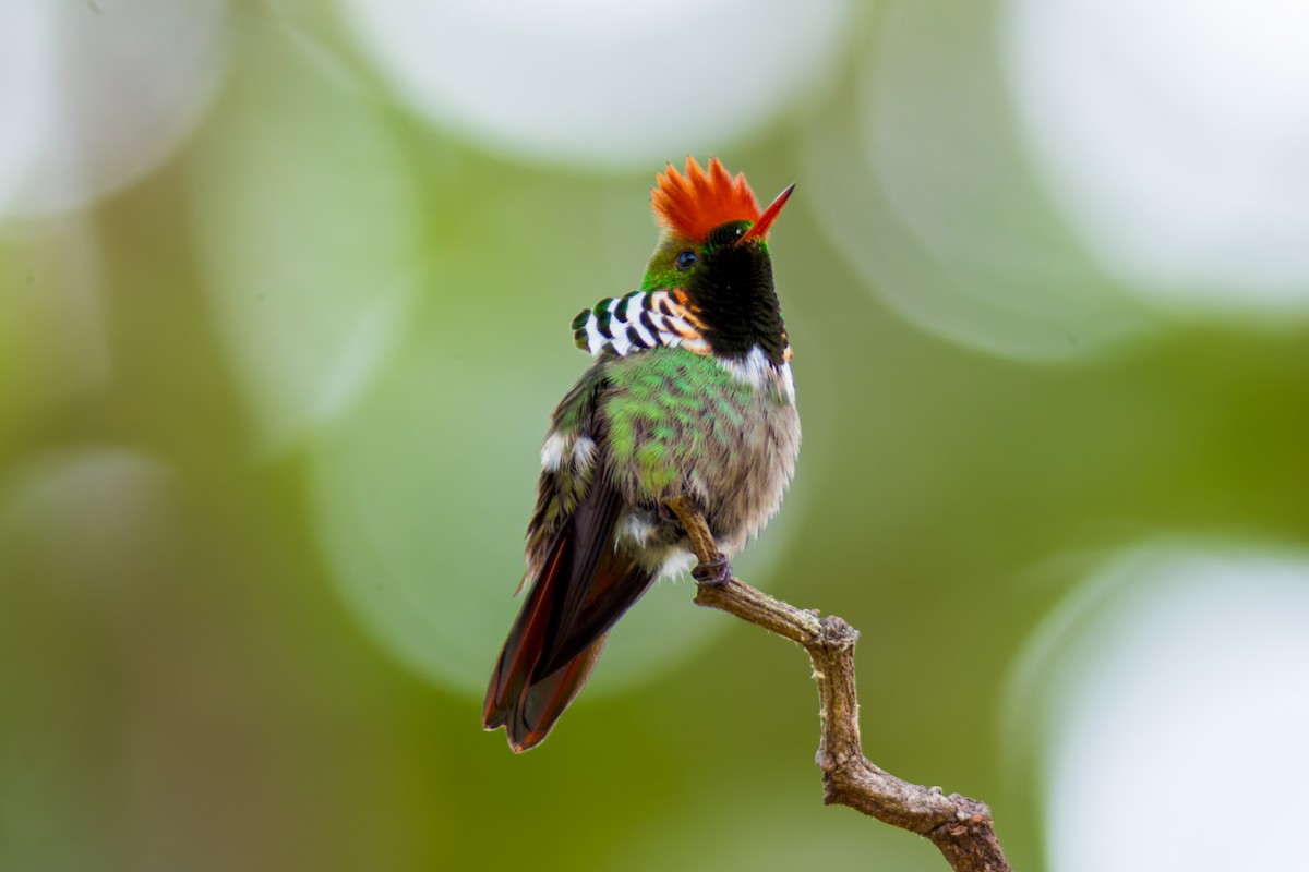 Frilled Coquette - ML620087070