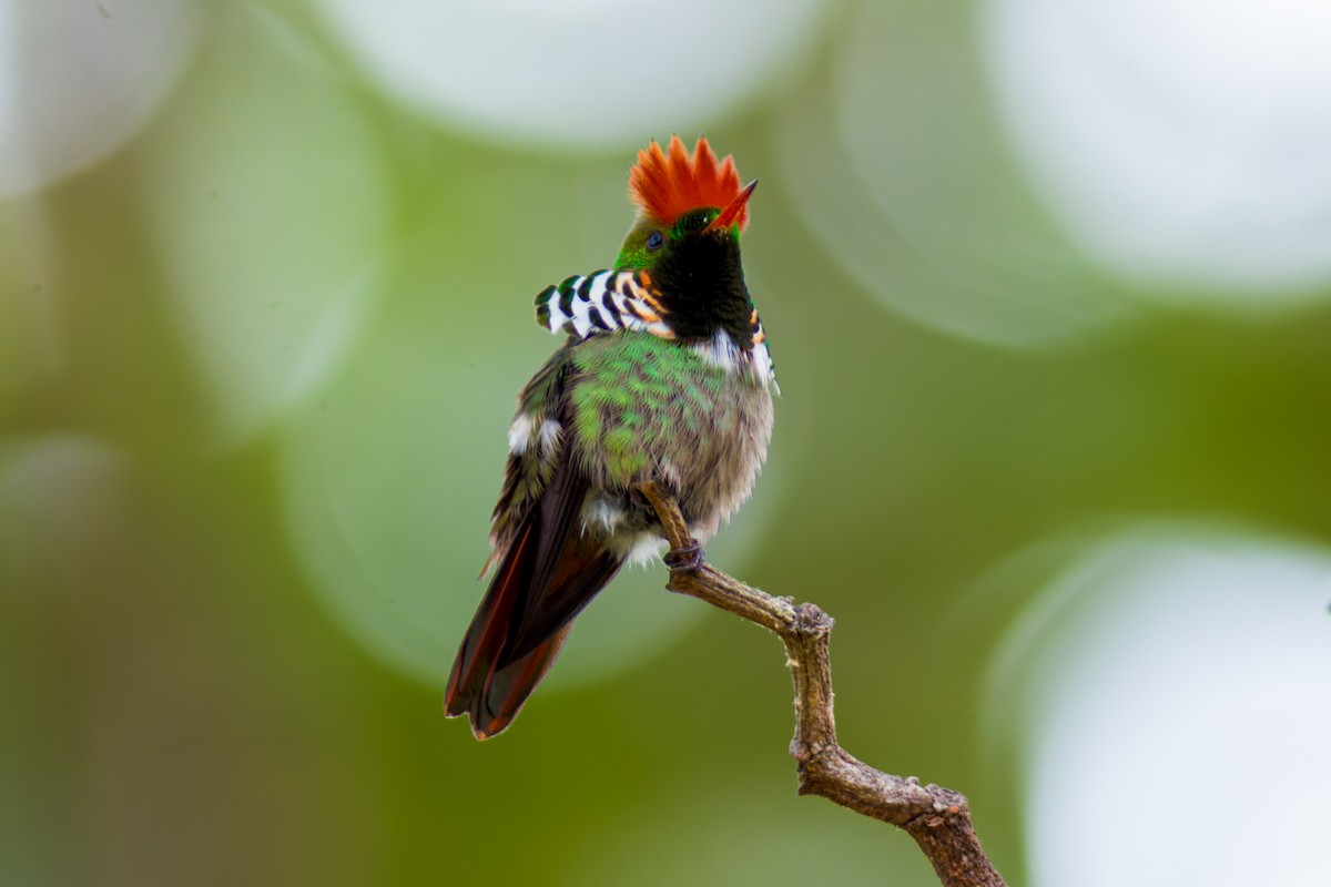 Frilled Coquette - ML620087071