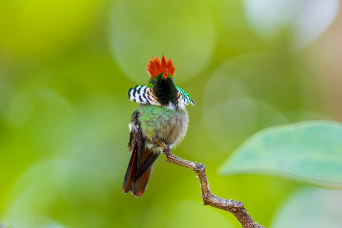 Frilled Coquette - ML620087072