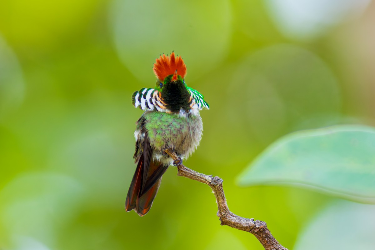 Frilled Coquette - ML620087073