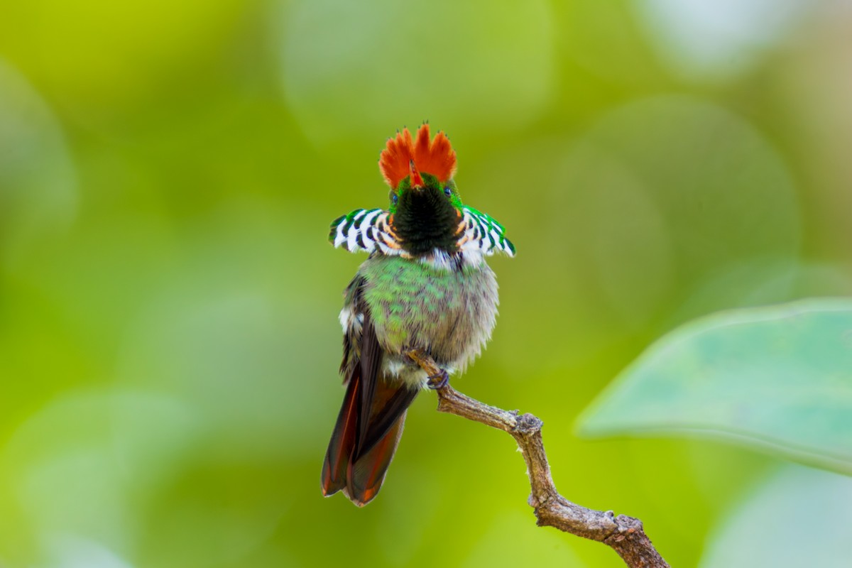 Frilled Coquette - ML620087074