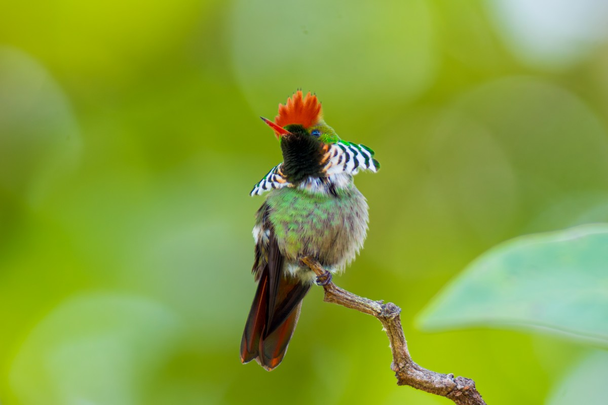 Frilled Coquette - ML620087075