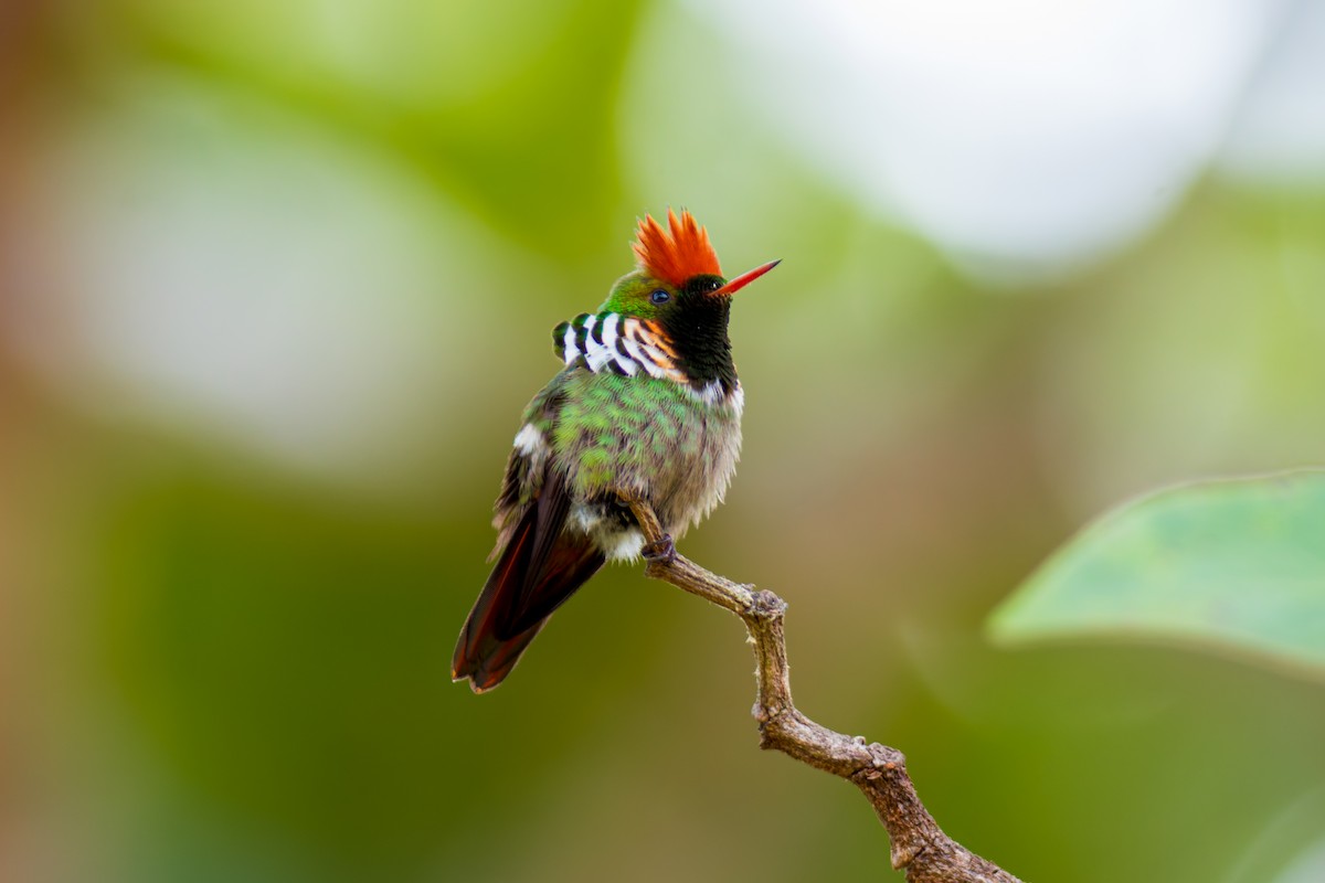 Frilled Coquette - ML620087076